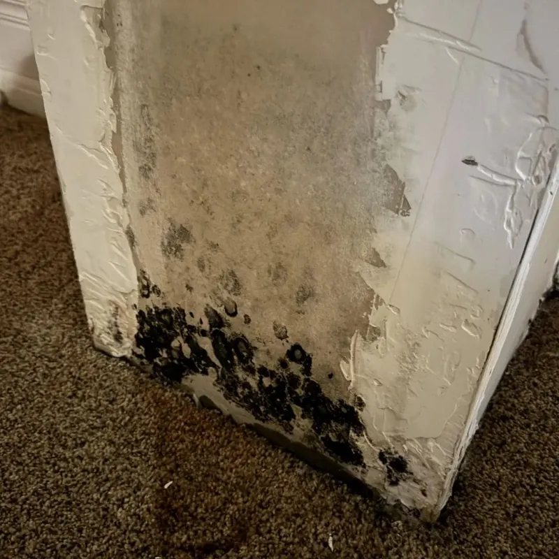 Professional Mold Removal in Eudora, KS